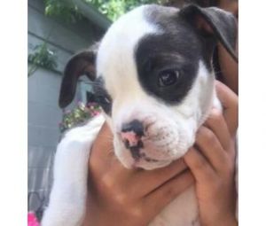 Minature Olde English/American Bulldog puppies