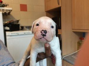 American Bulldog Puppies For Sale