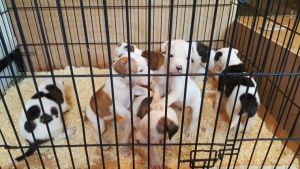 Gorgeous American Bulldog Puppies