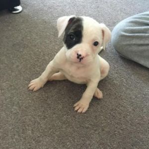 American Bulldog Puppy