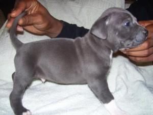 Pitbull Puppy For Adoption 13 Weeks Old