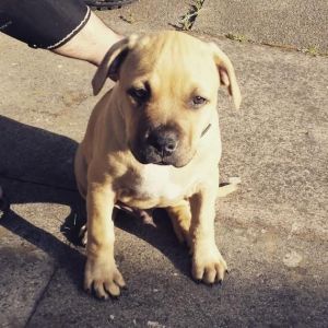 American Bully Puppy