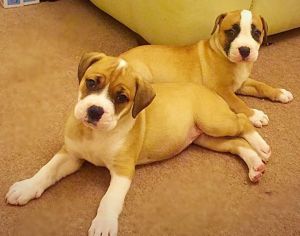American Bulldog Puppies