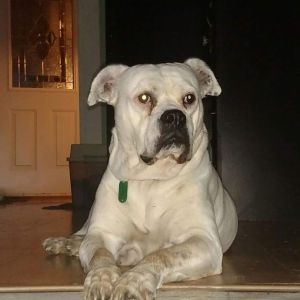 American bulldog pups ready 3/2017 Champion lines