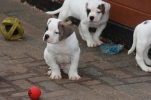 absolutely pure Johnson American bulldogs