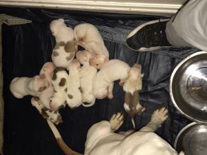 Pure Bred Family Raised American Bulldog Puppies