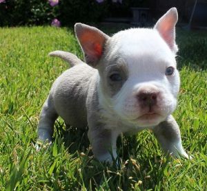 amazing American Bully pups.