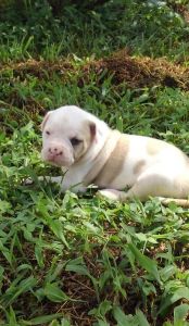American Bulldog Puppies For Sale