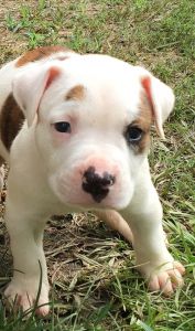 Nkc registered American bulldog puppies