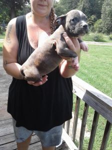 14 week old American bully females