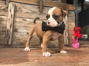 American Bulldog Puppy NKC Registered Johnson Bloodline Brindle White