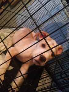 Johnson American bulldogs