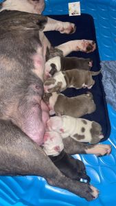 American bullys available