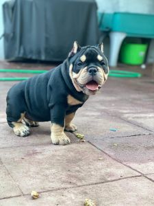 Female Bully Pup