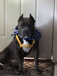 T-Boo is a pure bread American Bully. 15mo old, house trained