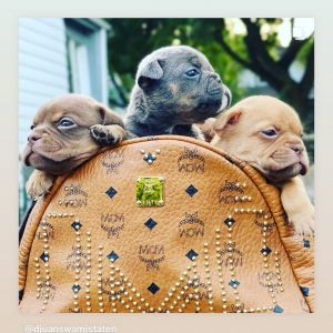 American Bully pups Exotic style