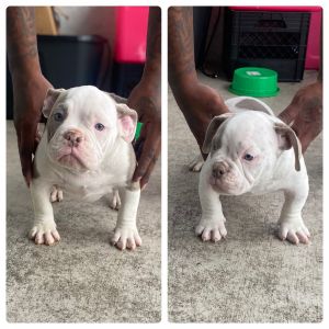 Brainiac Sons Available! 1x Tazmania Devil 2x Devilspit