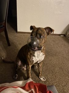 Brindle pit bull mix w/ tri - bully
