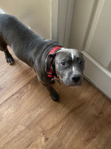 Find home for 5 month puppy