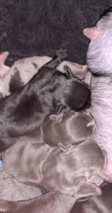 American micro bullys