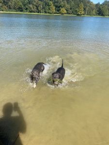 Two American Bully Puppies