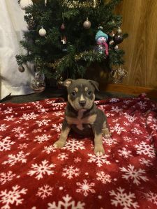 American Bully puppies