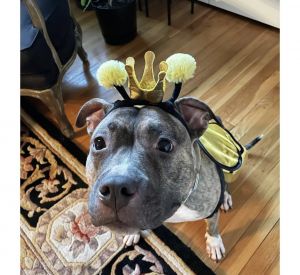 2 year old American bully fully trained and not spayed