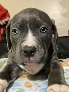 American bully pup