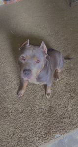 American classic bully