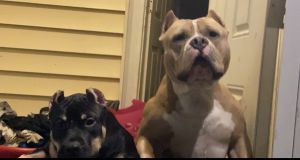 American Bullie Pups 11weeks