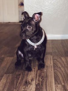 American Bully Pitbull for Sale