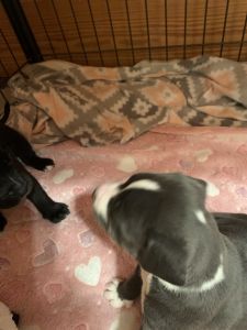 Non registered Bullies