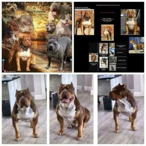 Message me on IG biggerbadderbullys