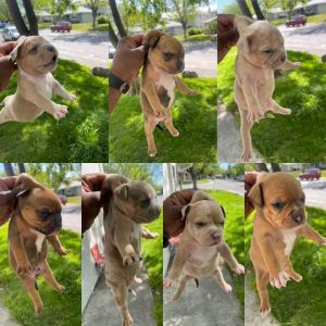 Tri Merle/ Smut Pocket Bullies.