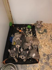 Abkc American Bully pups( tri colored pocket class)