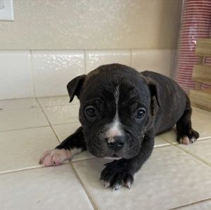 American bully puppies Needing new homes