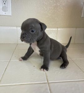 American bully puppies needing new homes