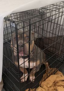 Blue Tri XL American Bully (Female)