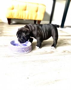 Selling My beautiful Black micro exotic bully female pup.