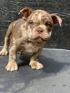Exotic bully