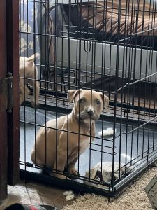 New litter just dropped we have four left first come first served ins