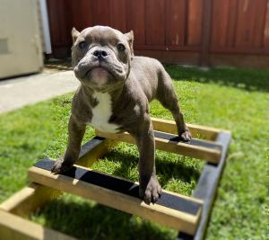 Exotic Micro Bully