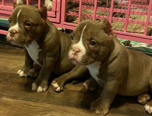 Chocolate Male Exotic Bullys for Sale