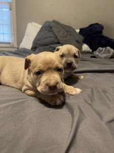 American bully for sale