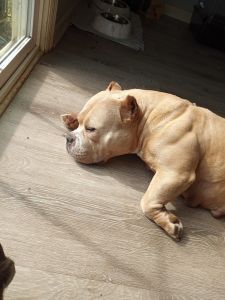 Puppies for sale in August (Pocket)