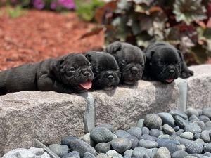 Micro Exotic Bullies