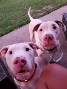 Good loving home needed