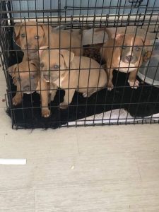 American Bully puppies for sale