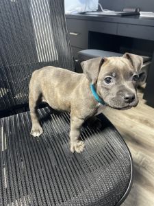 7 week old American Bully