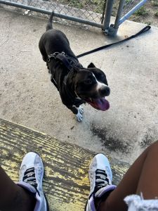 Pit needs home